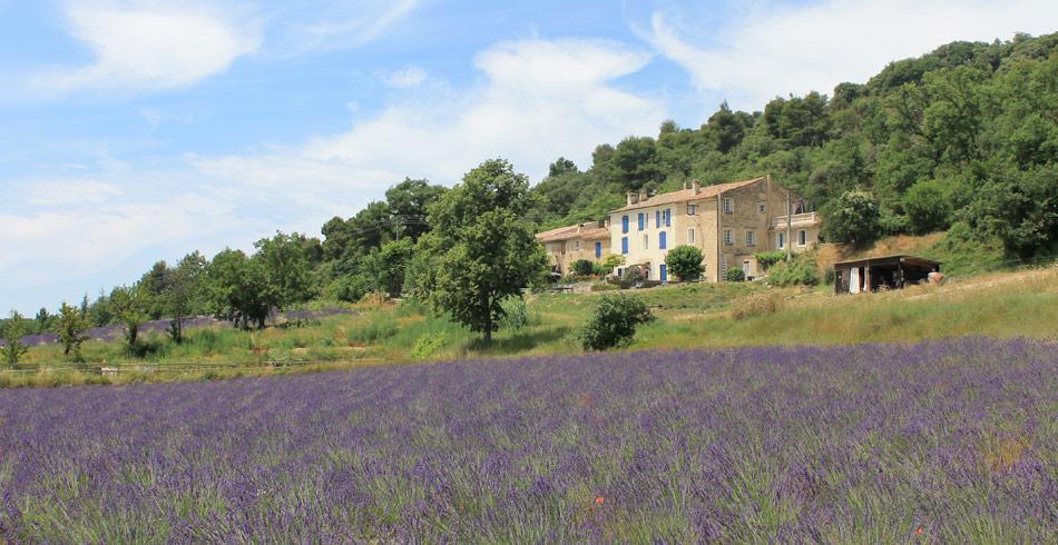 Domaine De Bertrandy Bed & Breakfast Allemagne-en-Provence Eksteriør bilde