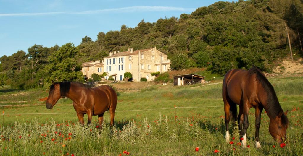 Domaine De Bertrandy Bed & Breakfast Allemagne-en-Provence Eksteriør bilde